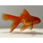  чай золотой 3 номер общая длина примерно 9 см золотая рыбка kingyo золотая рыбка организм ....