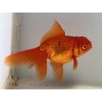  чай золотой 5 номер общая длина примерно 9 см золотая рыбка kingyo золотая рыбка организм ....