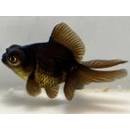  Black Butterfly хвост 1 номер общая длина примерно 7 см золотая рыбка kingyo золотая рыбка организм ....