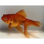  чай золотой 1 номер общая длина примерно 9 см золотая рыбка kingyo золотая рыбка организм ....