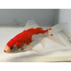  комета 4 номер общая длина примерно 10 см золотая рыбка kingyo золотая рыбка организм ....