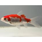  комета 5 номер общая длина примерно 10 см золотая рыбка kingyo золотая рыбка организм ....