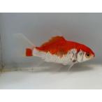  комета 2 номер общая длина примерно 9.5 см золотая рыбка kingyo золотая рыбка организм ....