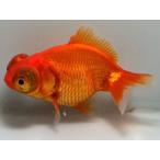  красный teme gold 2 номер общая длина примерно 9 см золотая рыбка kingyo золотая рыбка организм ....