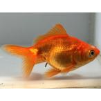  красный teme gold 4 номер общая длина примерно 10 см золотая рыбка kingyo золотая рыбка организм ....