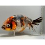  Edo .3 номер общая длина примерно 9 см золотая рыбка kingyo золотая рыбка организм ....