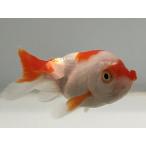  золотая рыбка цветок .2 номер общая длина примерно 7 см золотая рыбка kingyo золотая рыбка организм ....