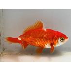  Sara sa Japanese wakin 13 номер общая длина примерно 7 см золотая рыбка kingyo золотая рыбка организм ....