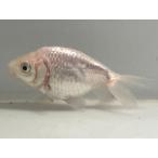  наан gold 4 номер общая длина примерно 8 см золотая рыбка kingyo золотая рыбка организм ....