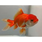 . рисовое поле Голландия 2 номер общая длина примерно 10 см золотая рыбка kingyo золотая рыбка организм ....