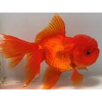 . рисовое поле Голландия 43 номер общая длина примерно 12 см золотая рыбка kingyo золотая рыбка организм ....