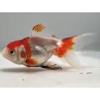  Sara sa Голландия 32 номер общая длина примерно 8 см золотая рыбка kingyo золотая рыбка организм ....