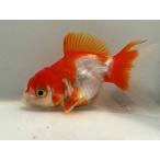  Sara sa Голландия 35 номер общая длина примерно 8 см золотая рыбка kingyo золотая рыбка организм ....