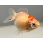  местного производства булавка pon жемчуг 3 номер общая длина примерно 6 см золотая рыбка kingyo золотая рыбка организм ....