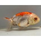  золотая рыбка 2 номер общая длина примерно 8 см золотая рыбка kingyo золотая рыбка организм ....