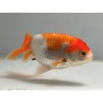  золотая рыбка 3 номер общая длина примерно 8 см золотая рыбка kingyo золотая рыбка организм ....