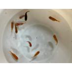 フナ尾当歳らんちゅう2匹セット 全長約4〜4.5センチ 金魚 kingyo 金魚生体 きんぎょ