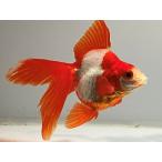 . рисовое поле Sara sa Ryuukin 12 номер общая длина примерно 11.5 см золотая рыбка kingyo золотая рыбка организм ....