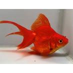 . рисовое поле Ryuukin 2 номер общая длина примерно 11 см золотая рыбка kingyo золотая рыбка организм ....