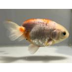  Sakura .12 номер общая длина примерно 10.5 см золотая рыбка kingyo золотая рыбка организм ....