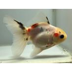  rose tail azma3 номер общая длина примерно 11 см золотая рыбка kingyo золотая рыбка организм ....