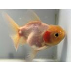 hybrid azma4 номер общая длина примерно 12 см золотая рыбка kingyo золотая рыбка организм ....