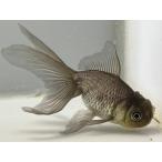  синий документ рыба 11 номер общая длина примерно 10 см золотая рыбка kingyo золотая рыбка организм ....