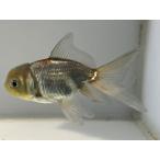  синий документ рыба 2 номер общая длина примерно 9.5 см золотая рыбка kingyo золотая рыбка организм ....