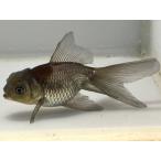  синий документ рыба 14 номер общая длина примерно 9 см золотая рыбка kingyo золотая рыбка организм ....