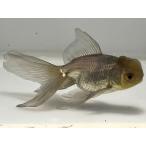  синий документ рыба 15 номер общая длина примерно 9 см золотая рыбка kingyo золотая рыбка организм ....