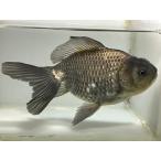  синий документ рыба 12 номер общая длина примерно 17 см золотая рыбка kingyo золотая рыбка организм ....