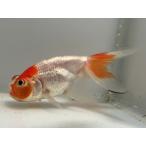 水泡眼5番全長約8センチ金魚kin...