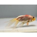 水泡眼4番全長約8センチ金魚kin...