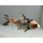 東川銀鱗朱文金25番全長約8センチ...