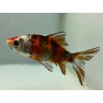 東川銀鱗朱文金22番全長約8センチ...