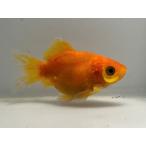 шар желтый золотой .4 номер общая длина примерно 7.5 см золотая рыбка kingyo золотая рыбка организм ....