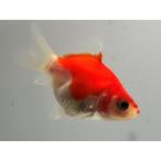  шар .4 номер общая длина примерно 7 см золотая рыбка kingyo золотая рыбка организм ....