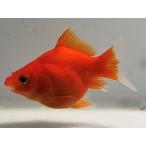  шар .1 номер общая длина примерно 7 см золотая рыбка kingyo золотая рыбка организм ....