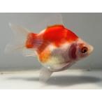  удача ...5 номер общая длина примерно 9 см золотая рыбка kingyo золотая рыбка организм ....