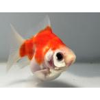  удача ...4 номер общая длина примерно 9 см золотая рыбка kingyo золотая рыбка организм ....