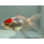 丹頂4番全長約8センチ金魚king...