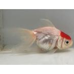 丹頂5番全長約8センチ金魚king...