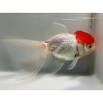 飯田高頭丹頂2番全長約13.5セン...