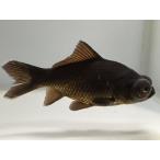 .teme gold 3 номер общая длина примерно 10 см золотая рыбка kingyo золотая рыбка организм ....