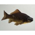 .teme gold 1 номер общая длина примерно 10 см золотая рыбка kingyo золотая рыбка организм ....