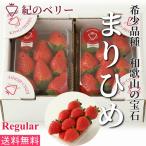 いちご まりひめ ギフト 贈答用 [送料無料] 和歌山県産 紀のベリー（レギュラー）