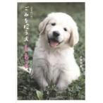 ..... собака ...( новый оборудование модифицировано . версия )