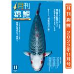 【泳ぐ宝石】月刊錦鯉　２０２２年　11月号　１冊