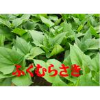 すぐに発送可　ふくむらさき苗　10本　丈夫な苗 PVP登録品種　さつまいも苗