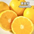  желтый золотой .[ Special и т.п. 2 год сырой саженец ] саженец мандарин. дерево контактный дерево рассада мандарин 5 номер поли pot ( диаметр 15cm) символ tree садовое дерево растение дерево вечнозеленое дерево растение в горшке подарок 